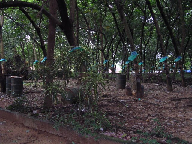 surroundingsofthethrikkunnathpally.jpg